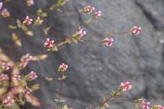 Rotala serpyllifolia